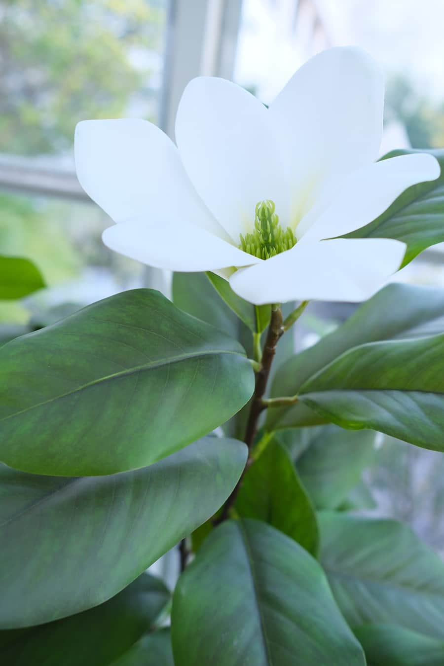 Blooming Plants