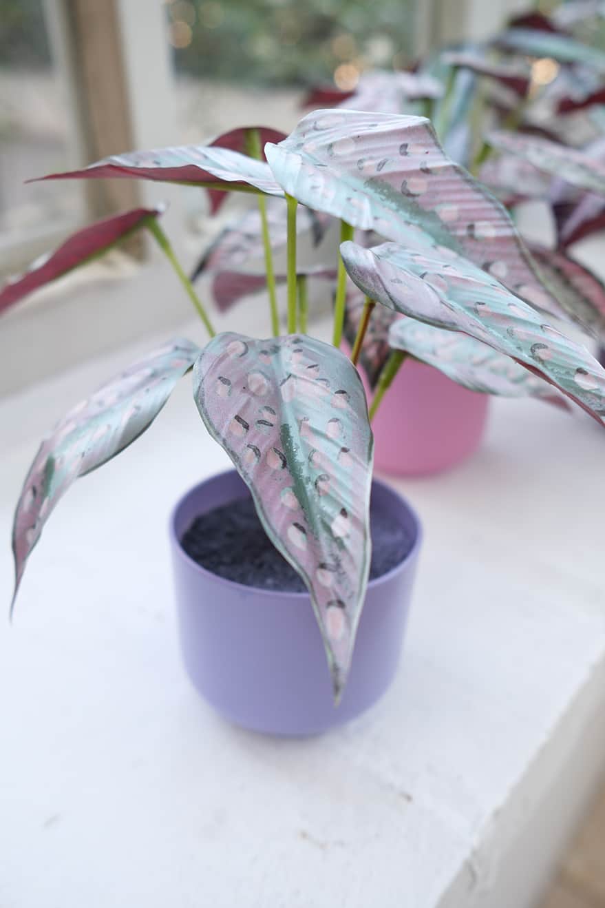 Novelty Plants