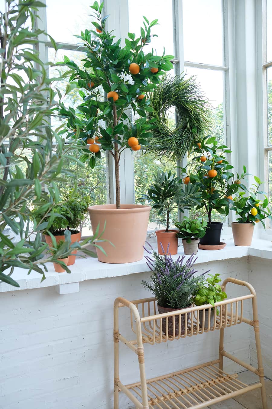 Garden & Herb Plants