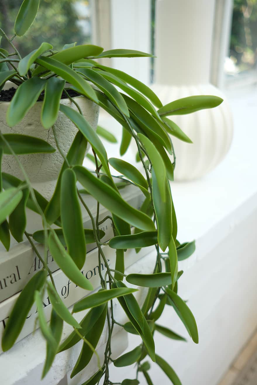Hanging Plants