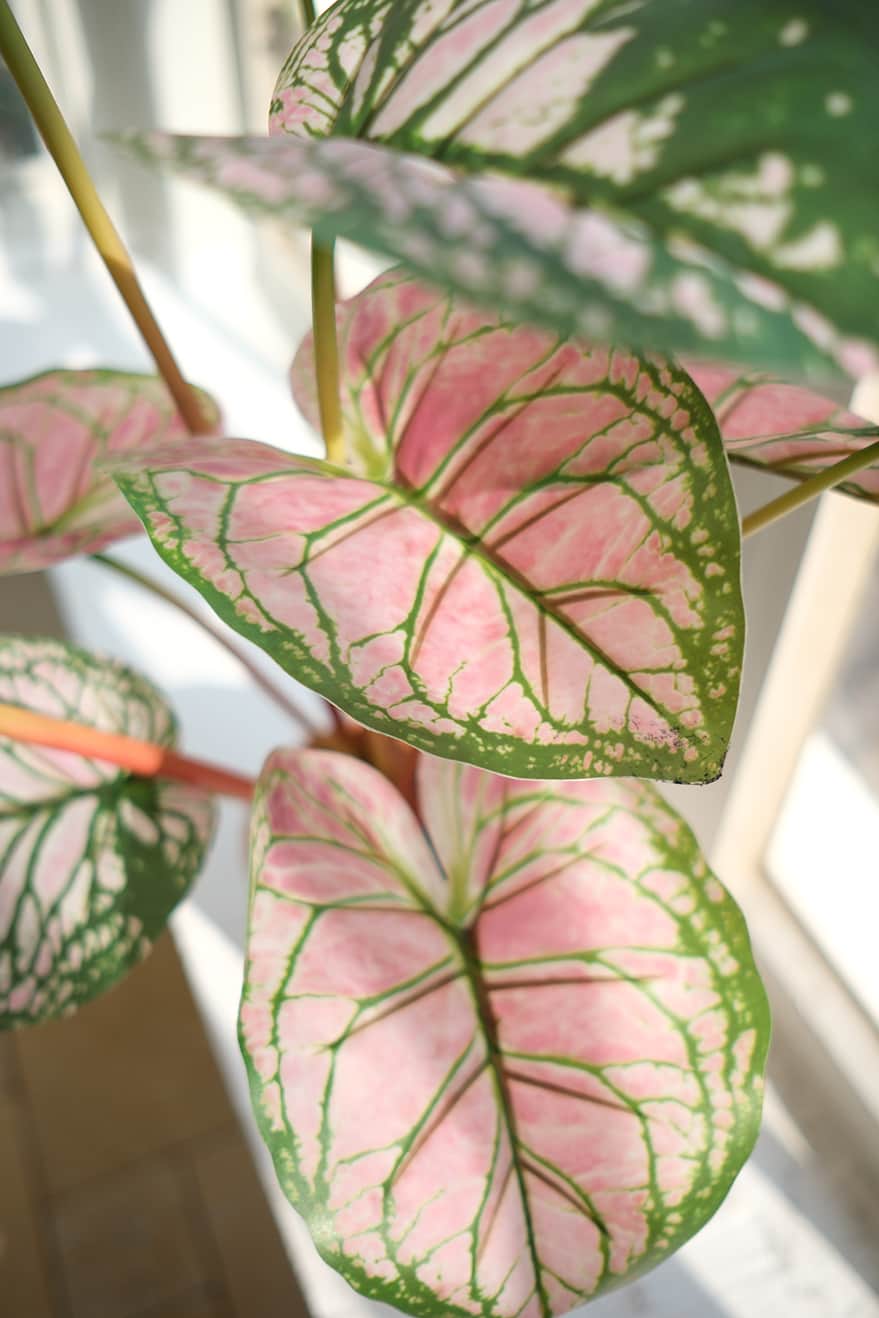 Foliage & Leaf Plants