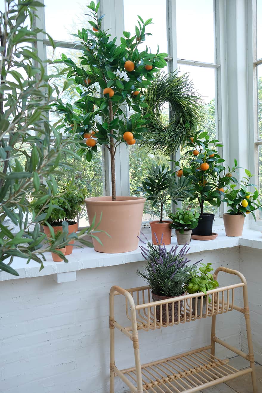 Fruit Plants