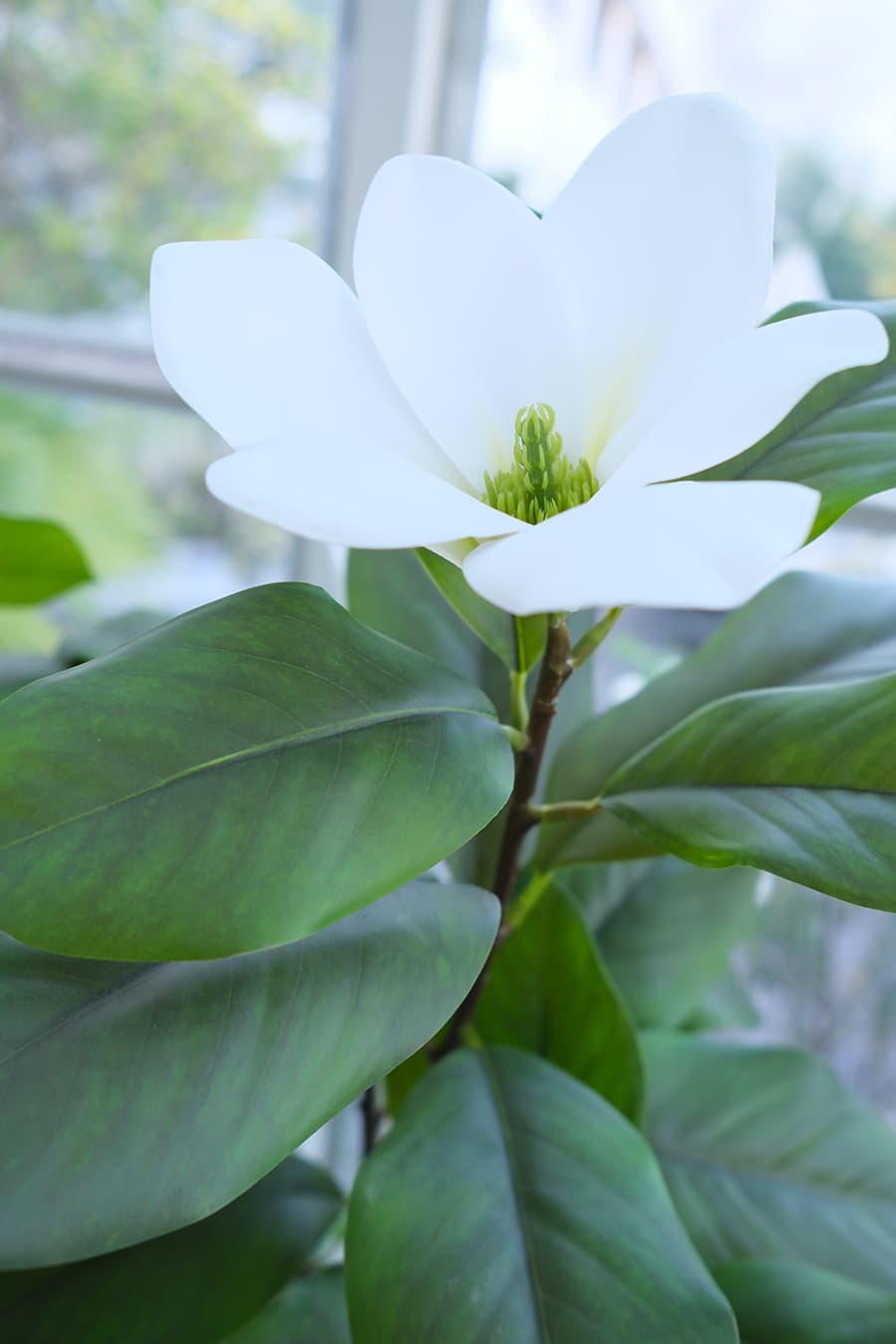 Blooming Plants Product 1