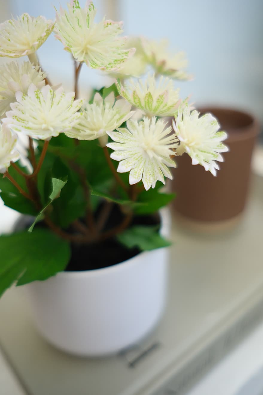 Blooming Plants Product 10