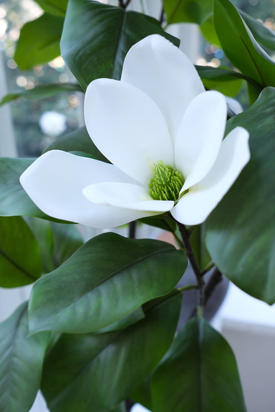 Blooming Plants Product 3