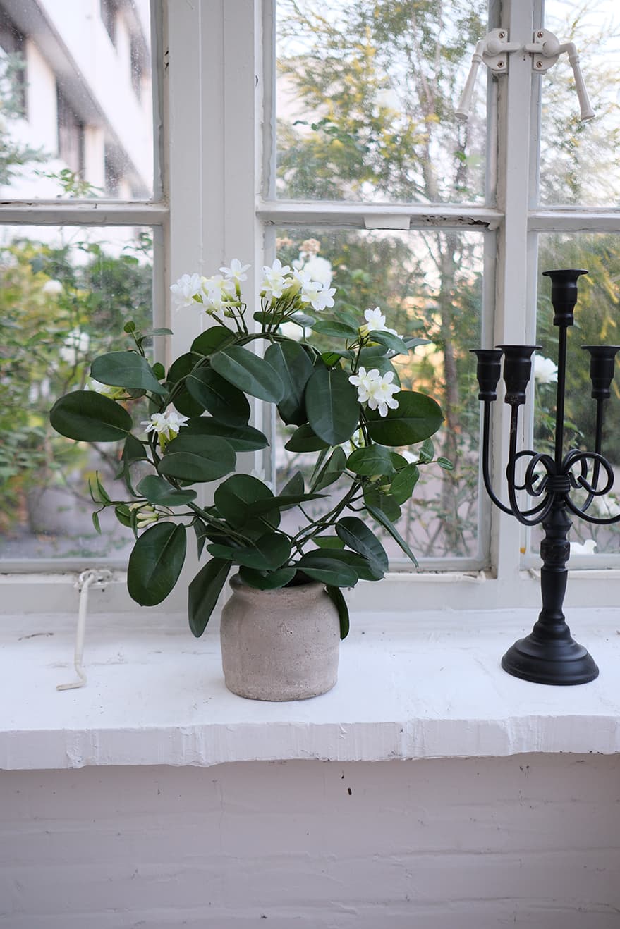 Blooming Plants Product 5