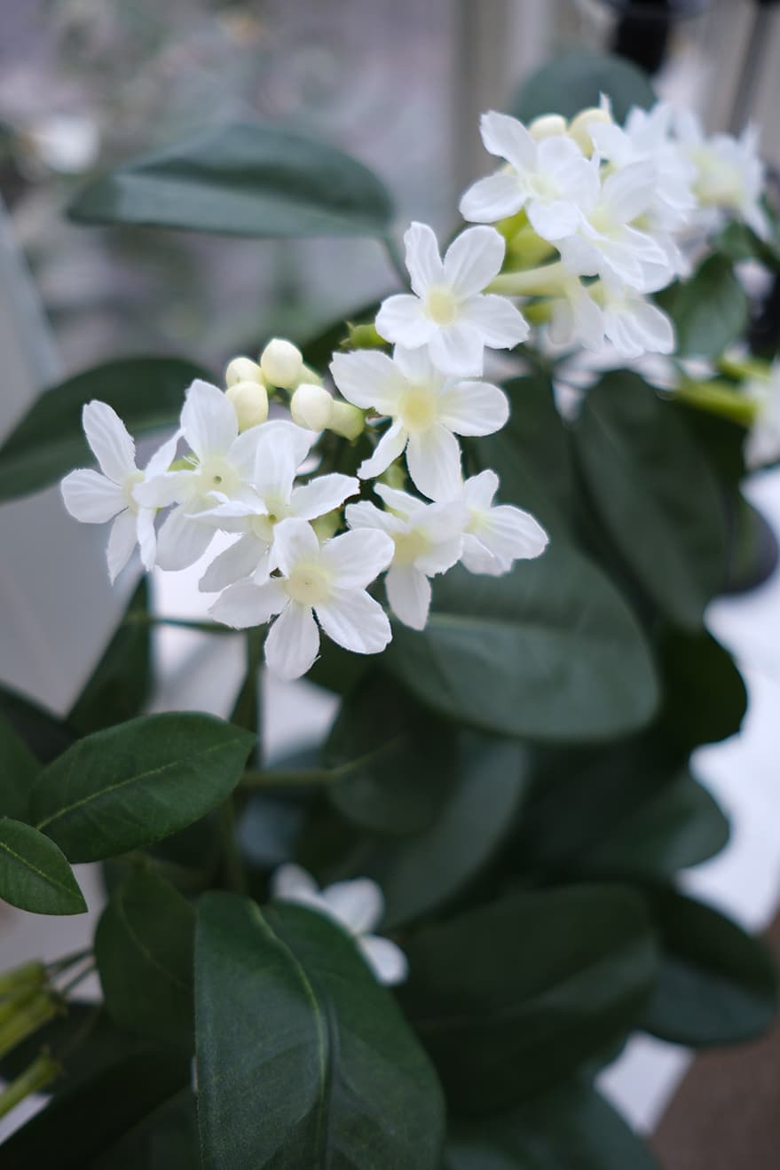 Blooming Plants Product 6