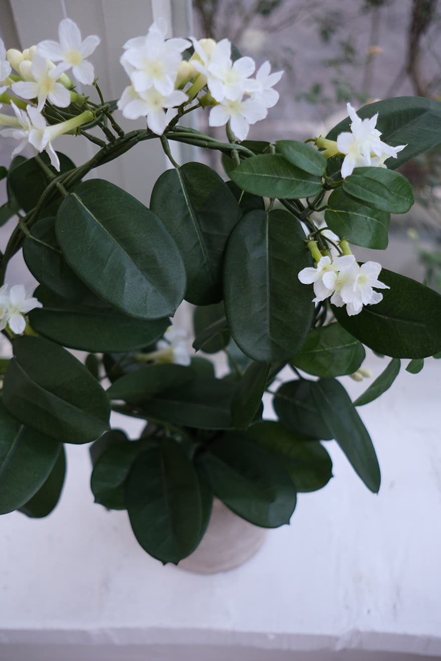 Blooming Plants Product 7