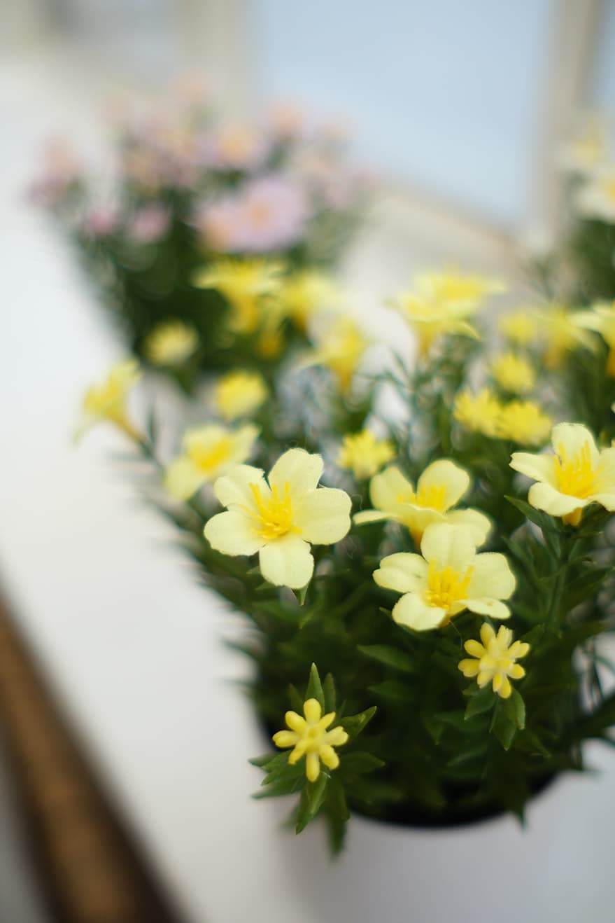 Blooming Plants Product 8