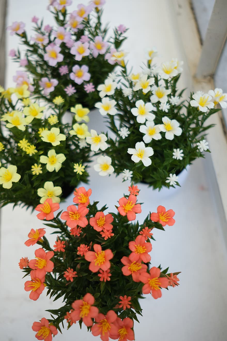 Blooming Plants Product 9