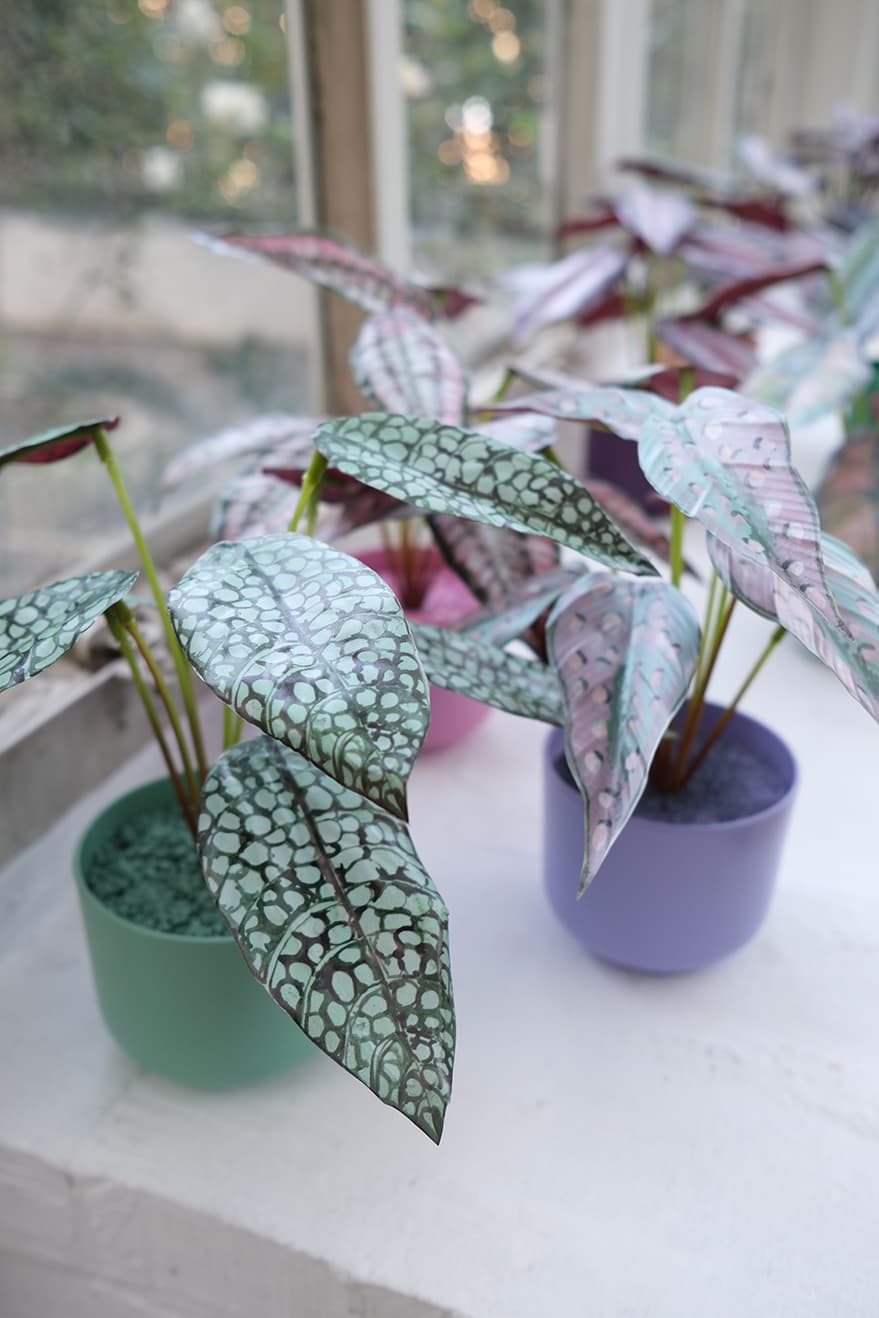 Novelty Plants Product 2