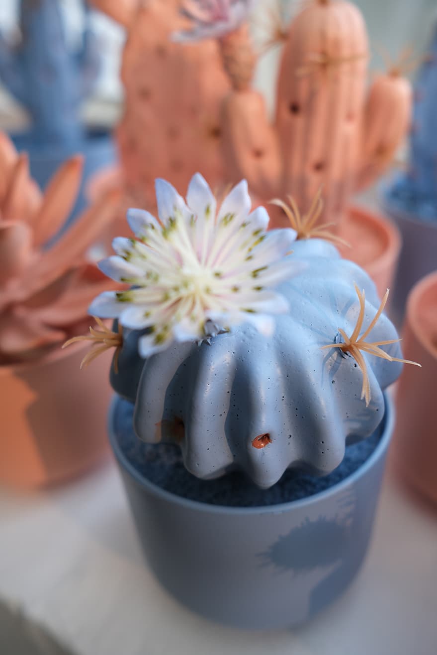 Novelty Plants Product 5