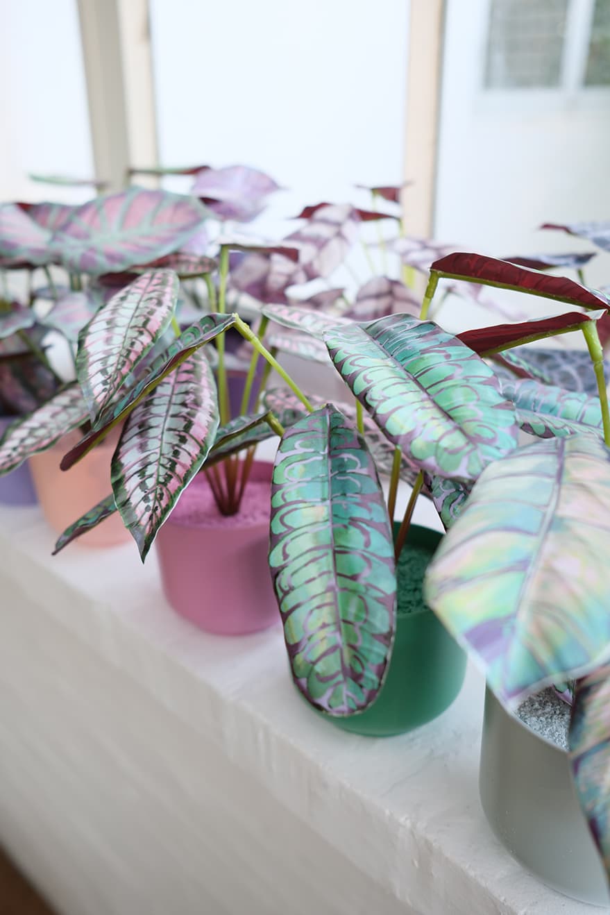 Novelty Plants Product 6