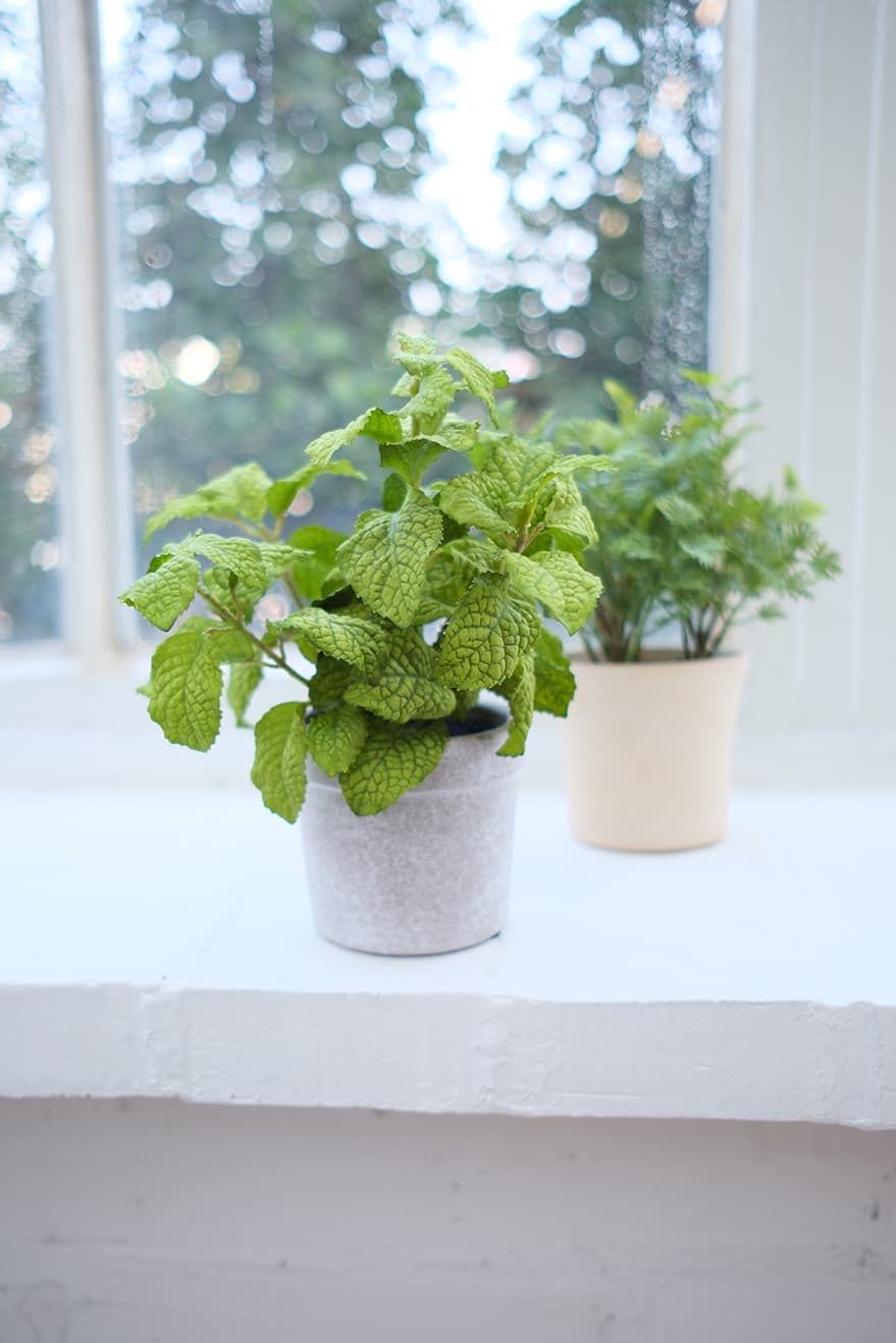 Garden & Herb Plants Product 10