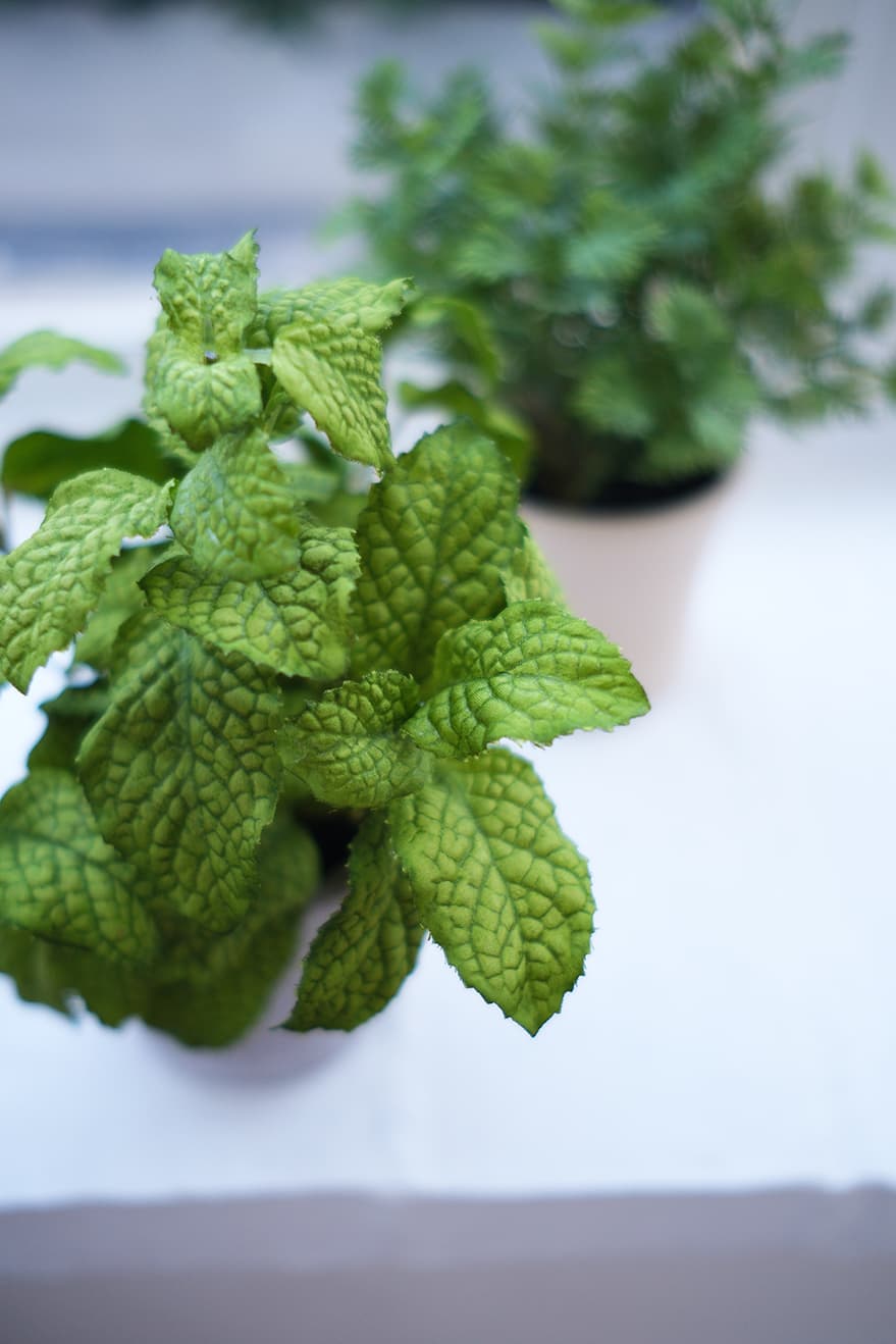 Garden & Herb Plants Product 11