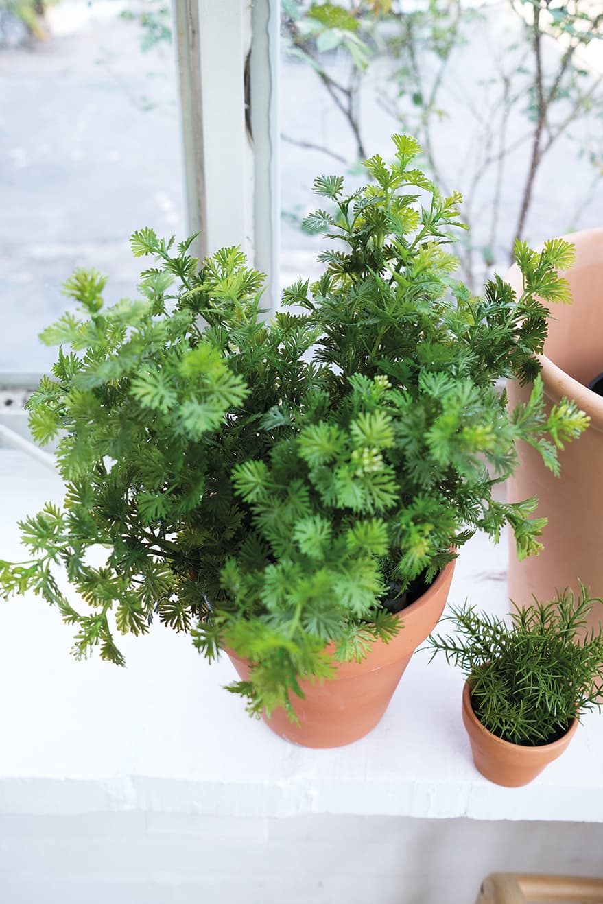 Garden & Herb Plants Product 12