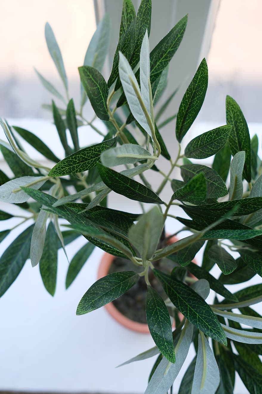 Garden & Herb Plants Product 2