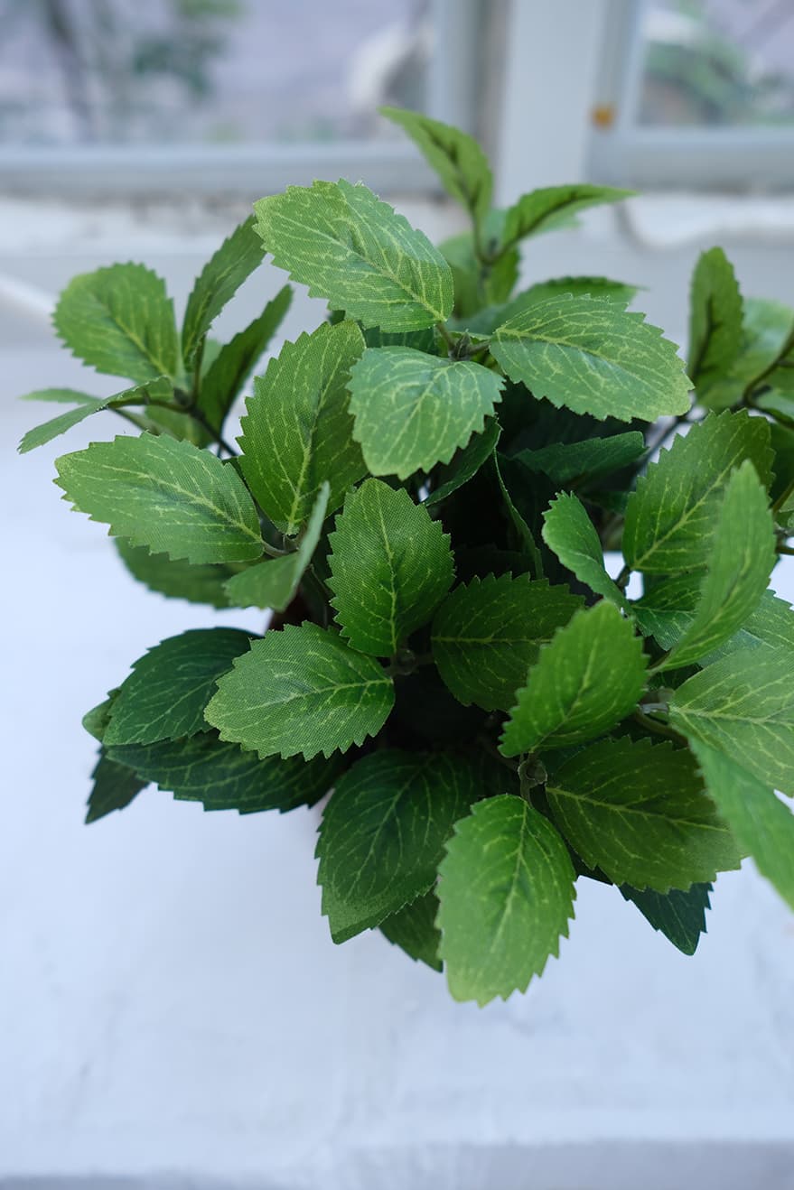 Garden & Herb Plants Product 3