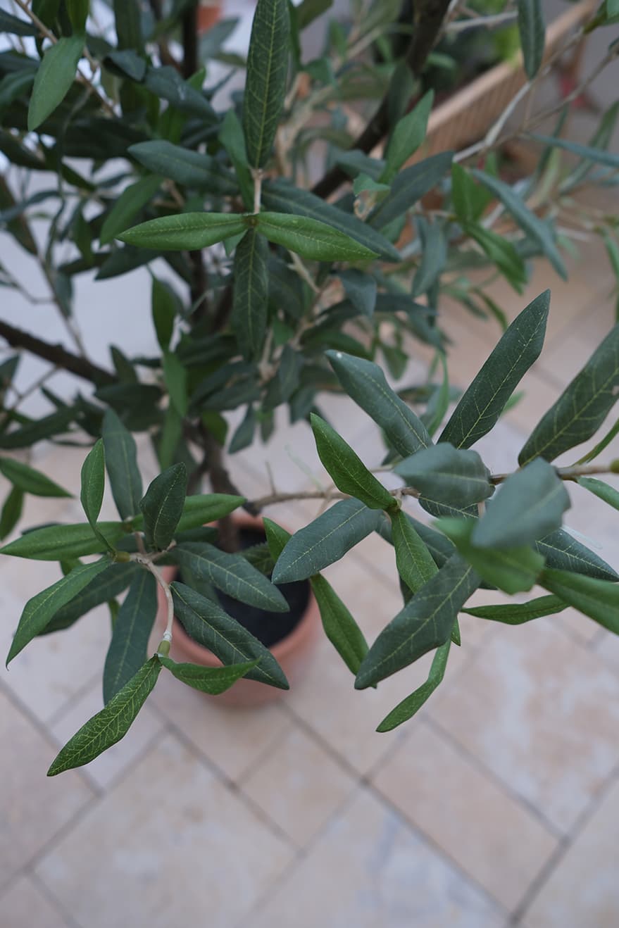 Garden & Herb Plants Product 4