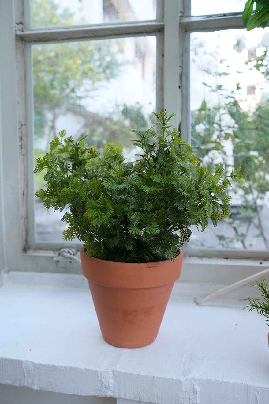 Garden & Herb Plants Product 5