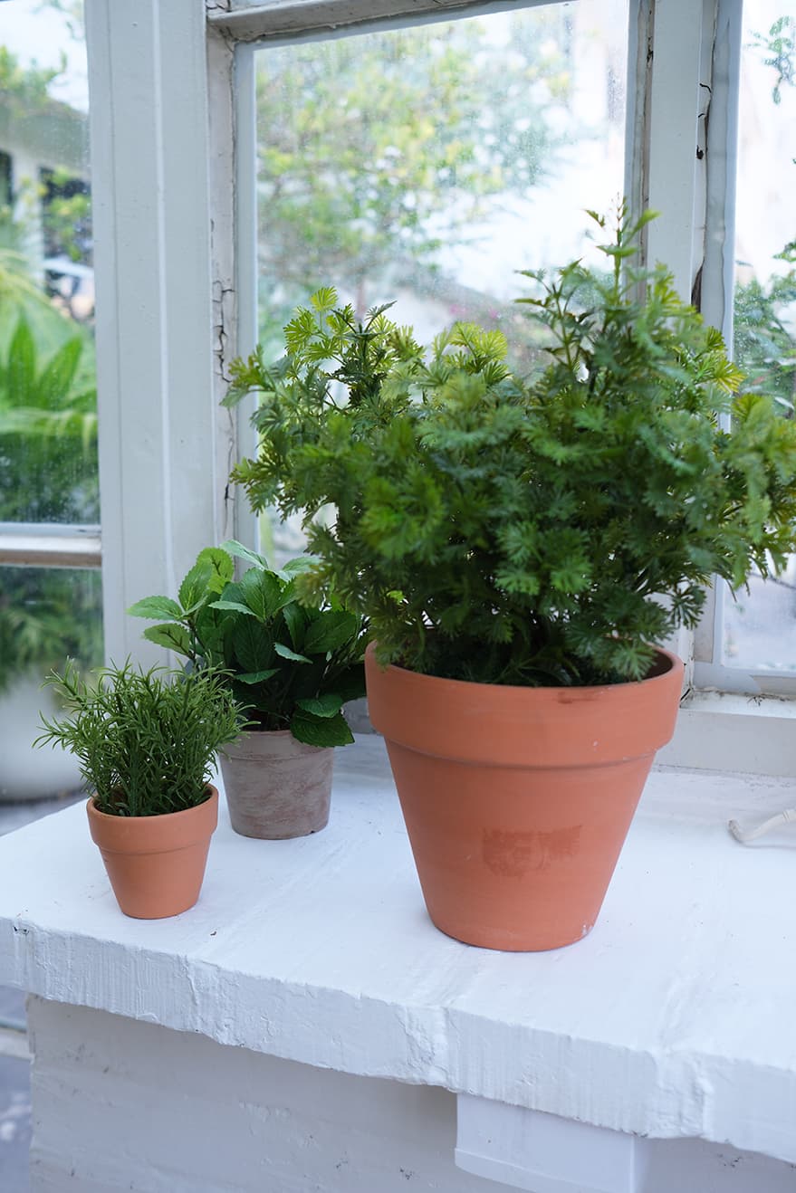 Garden & Herb Plants Product 6