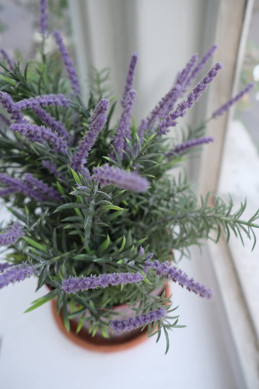 Garden & Herb Plants Product 7