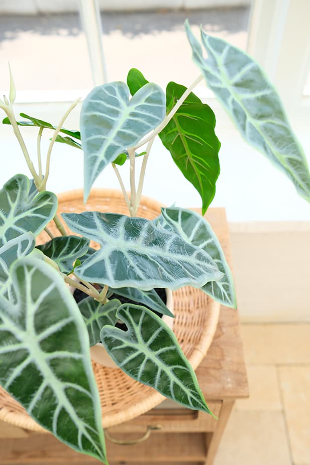 Artificial Plants Product 5