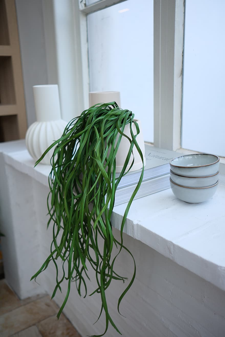 Hanging Plants Product 10