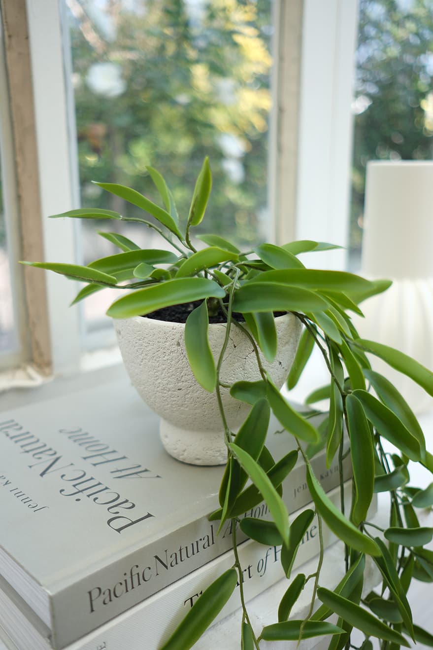 Hanging Plants Product 2