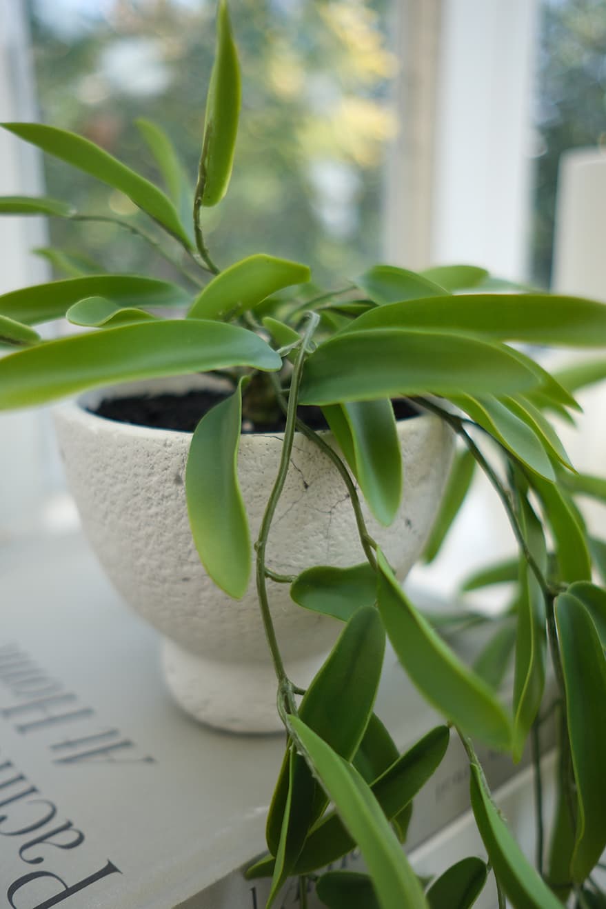 Hanging Plants Product 3