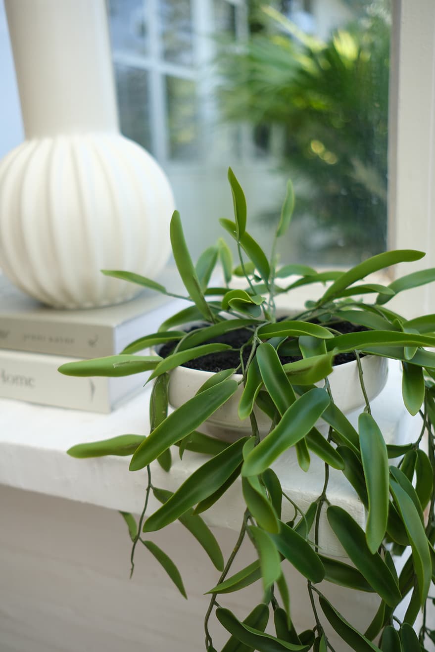 Hanging Plants Product 4