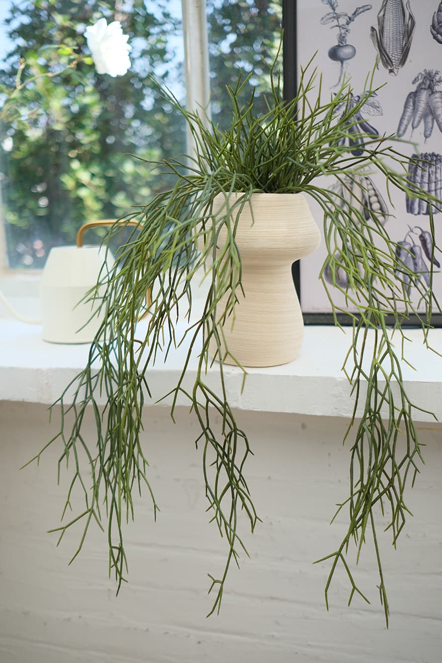 Hanging Plants Product 5