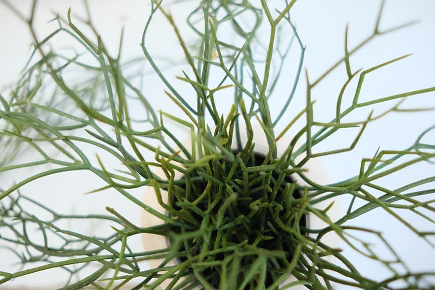 Hanging Plants Product 6