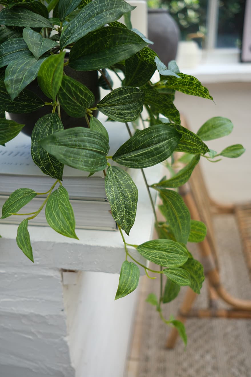 Hanging Plants Product 7