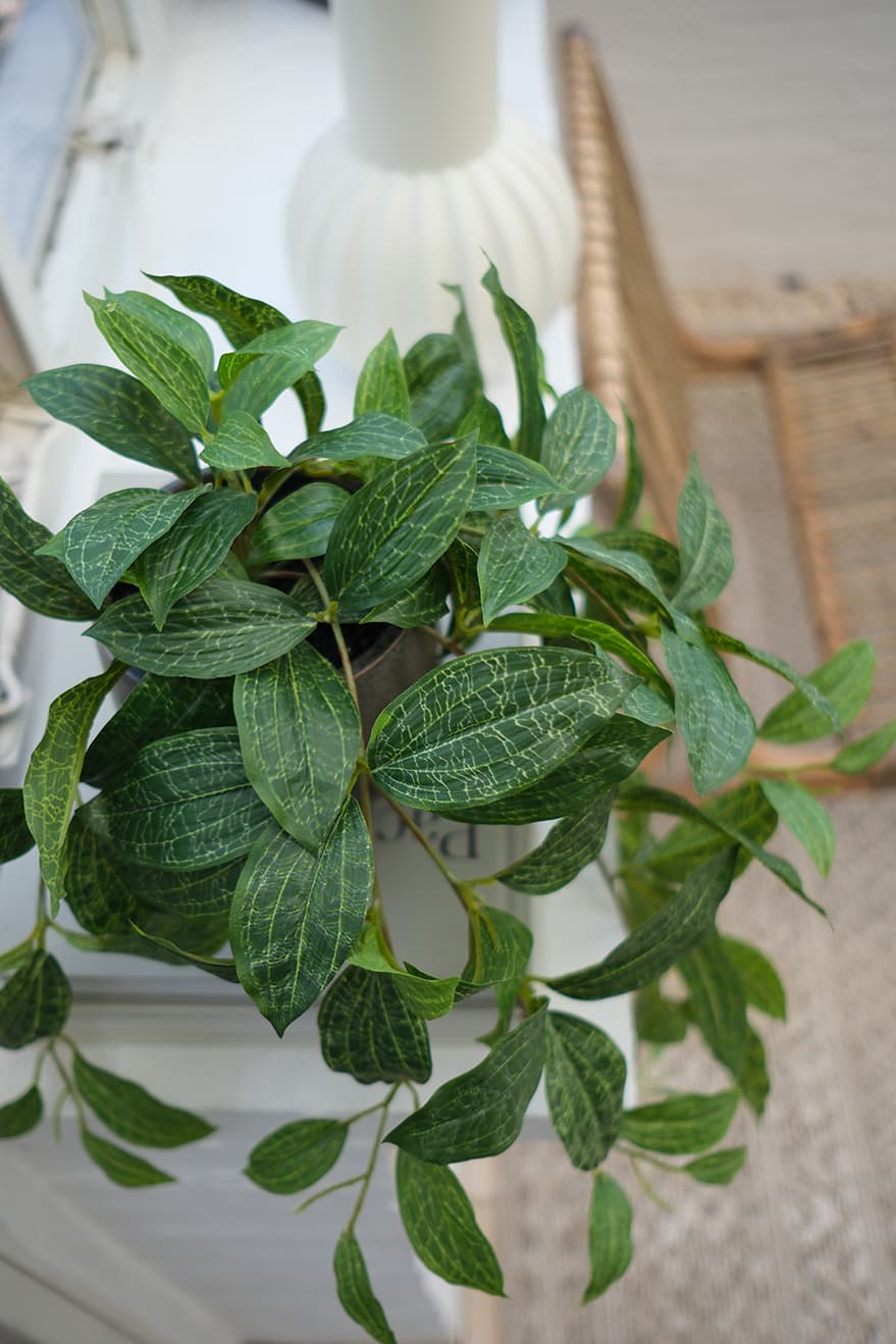 Hanging Plants Product 8