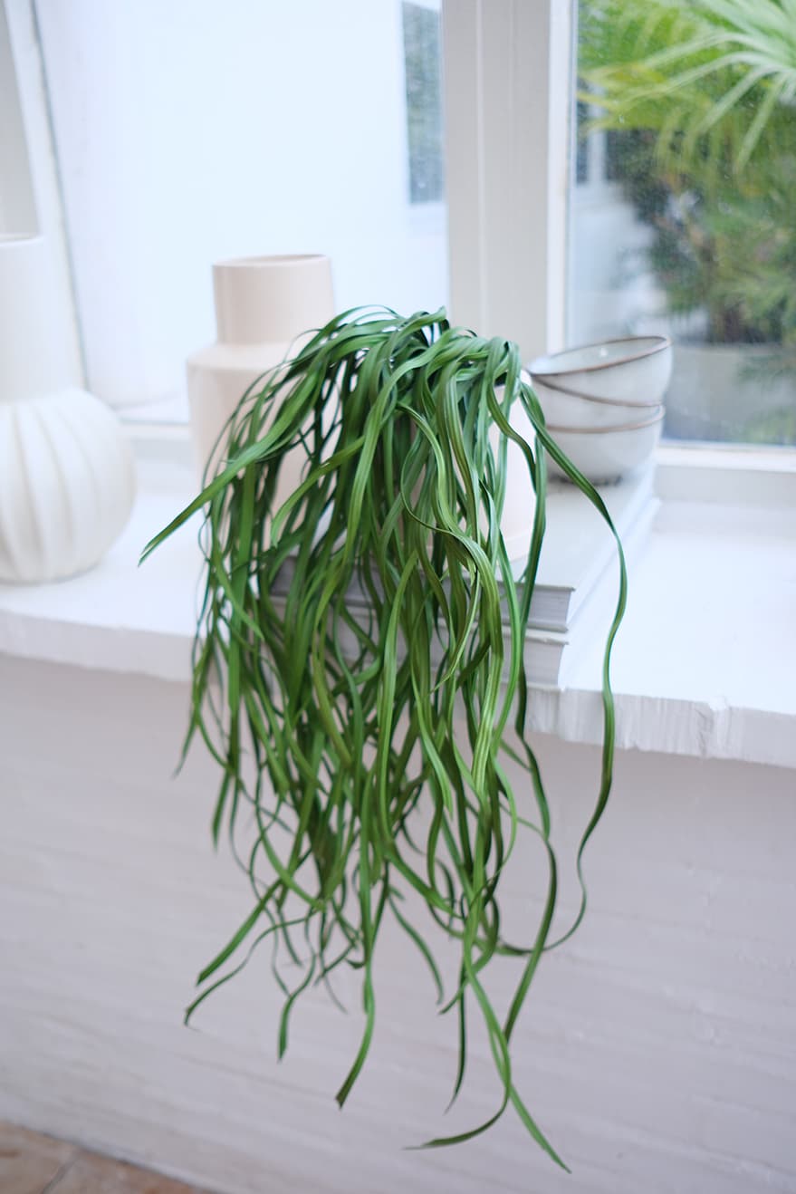 Hanging Plants Product 9