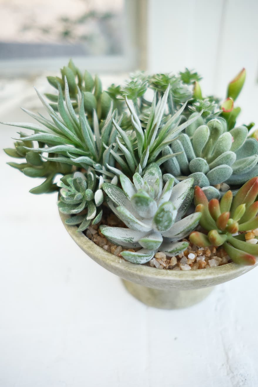 Artificial Succulents Product 5