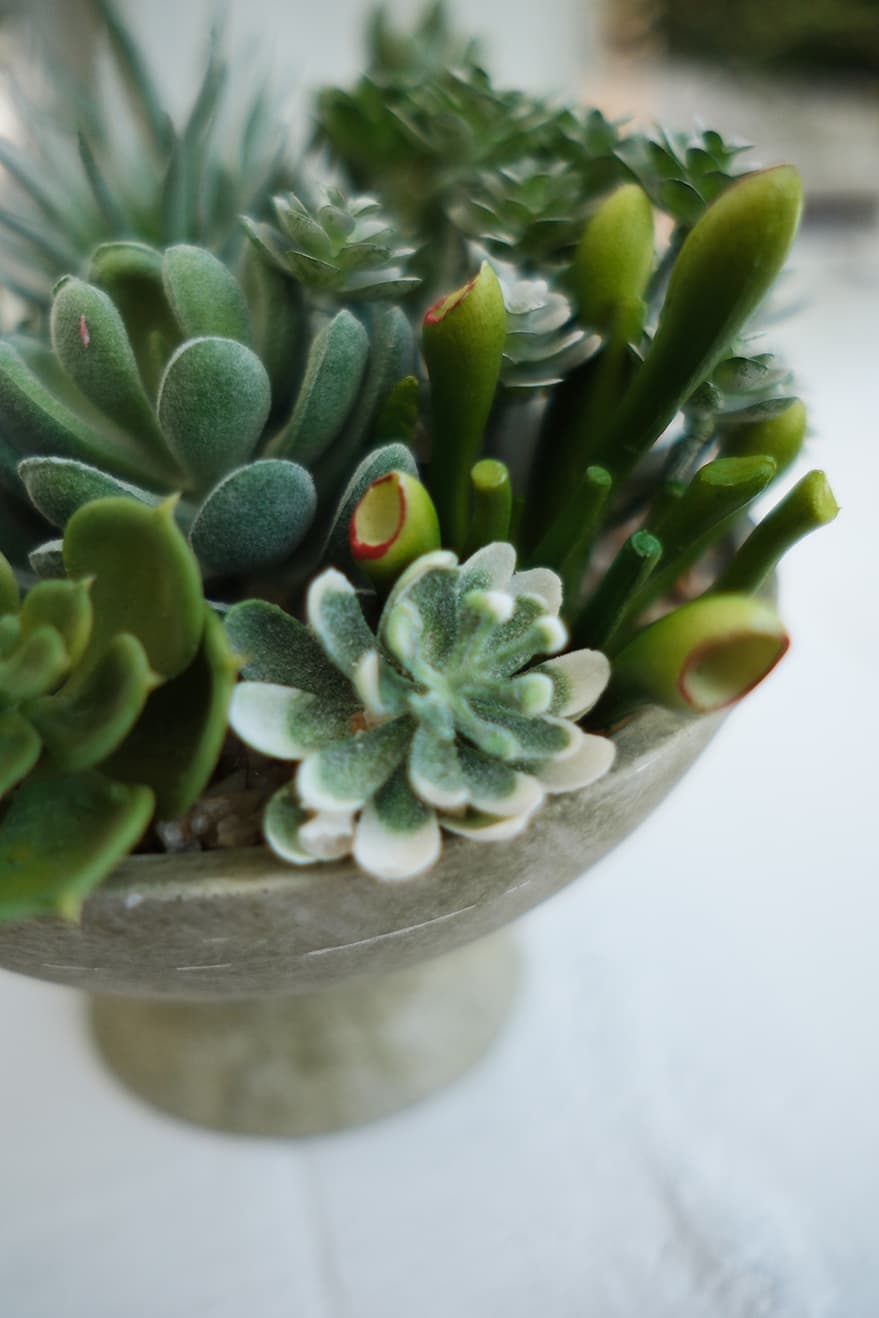 Artificial Succulents Product 6