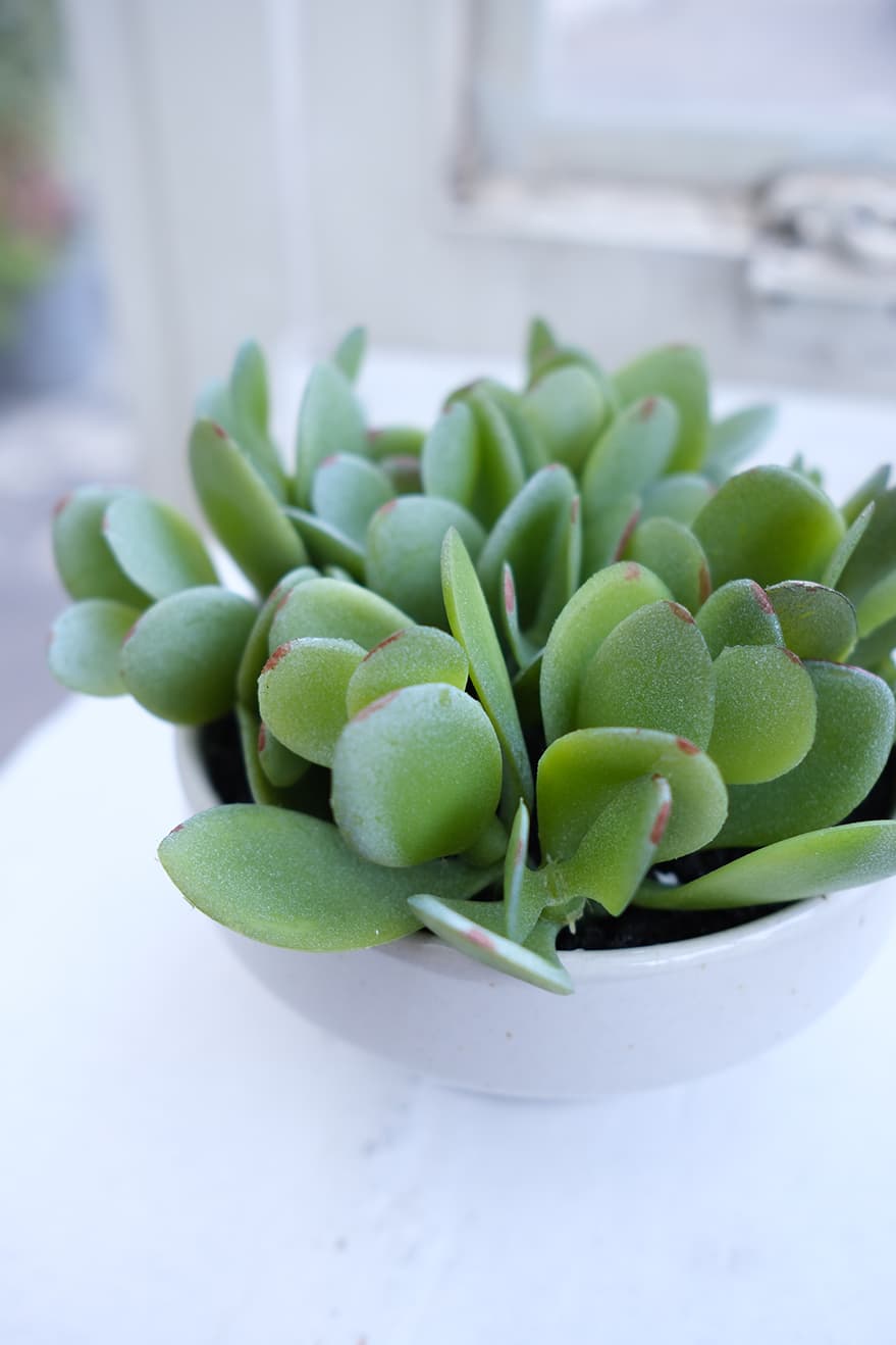 Artificial Succulents Product 9