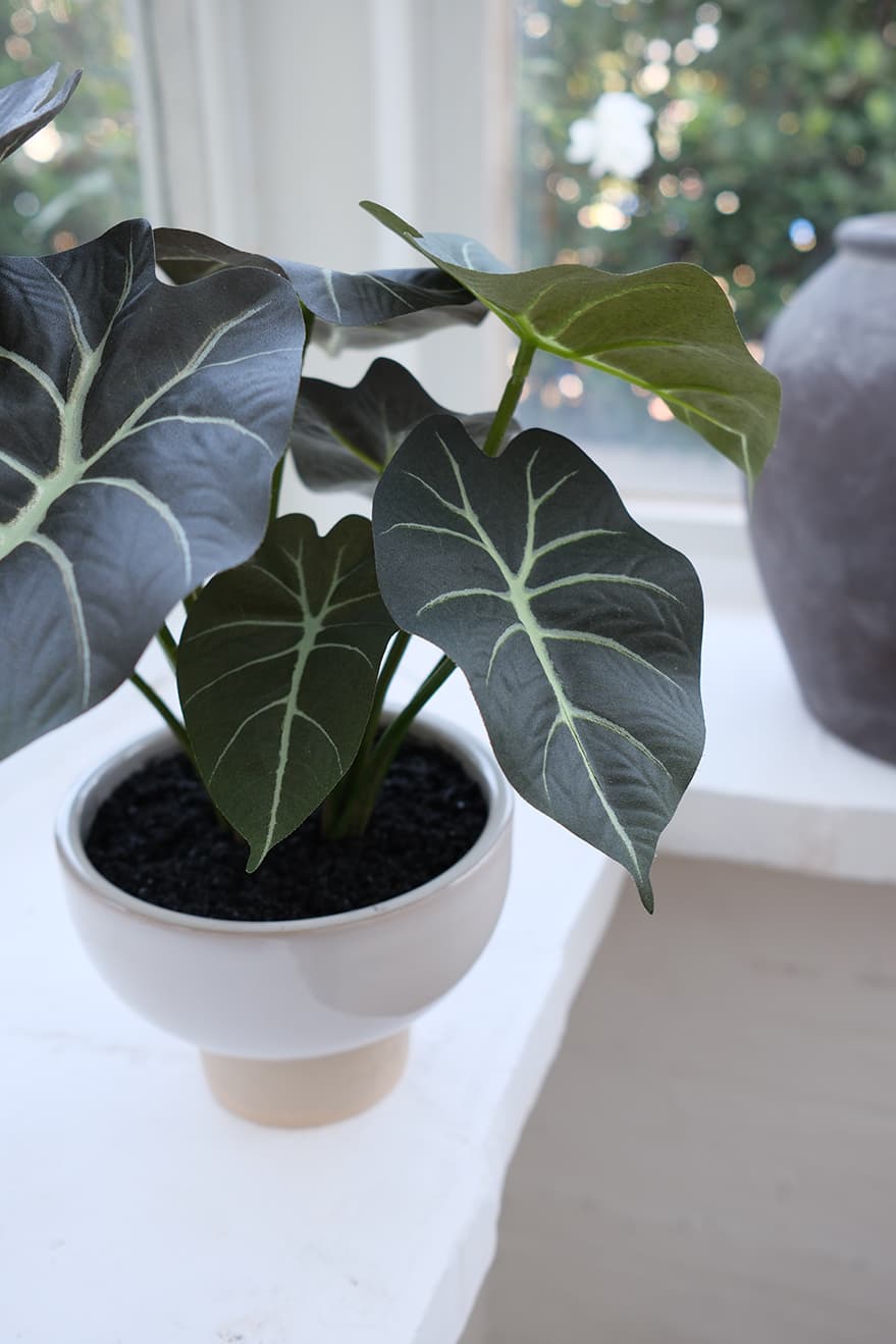 Foliage & Leaf Plants Product 10