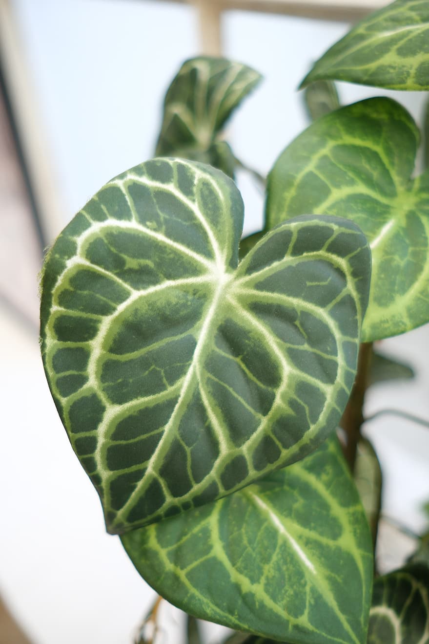 Foliage & Leaf Plants Product 11