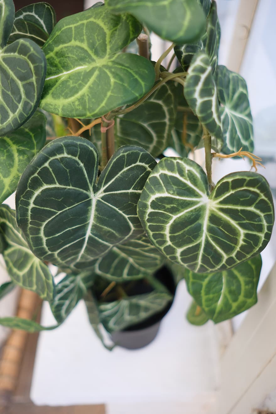 Foliage & Leaf Plants Product 12