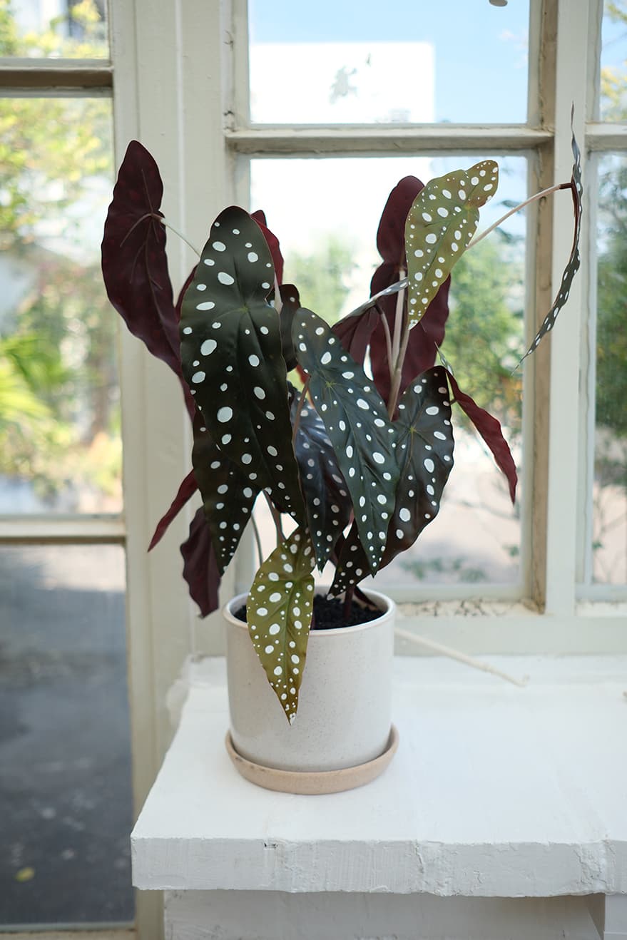 Foliage & Leaf Plants Product 2