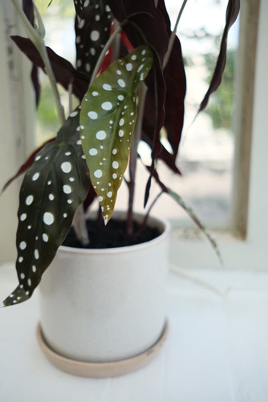 Foliage & Leaf Plants Product 3