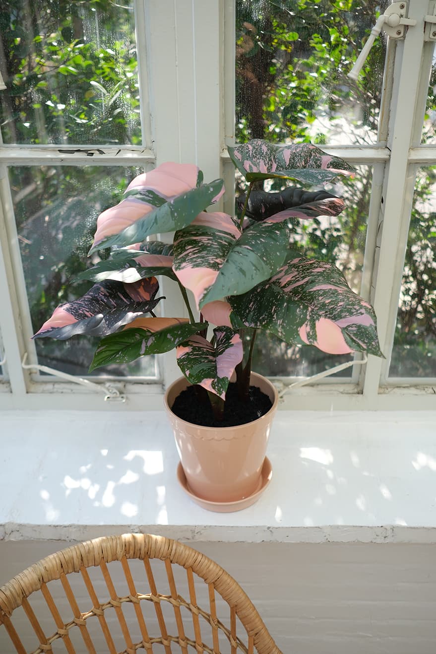 Foliage & Leaf Plants Product 4