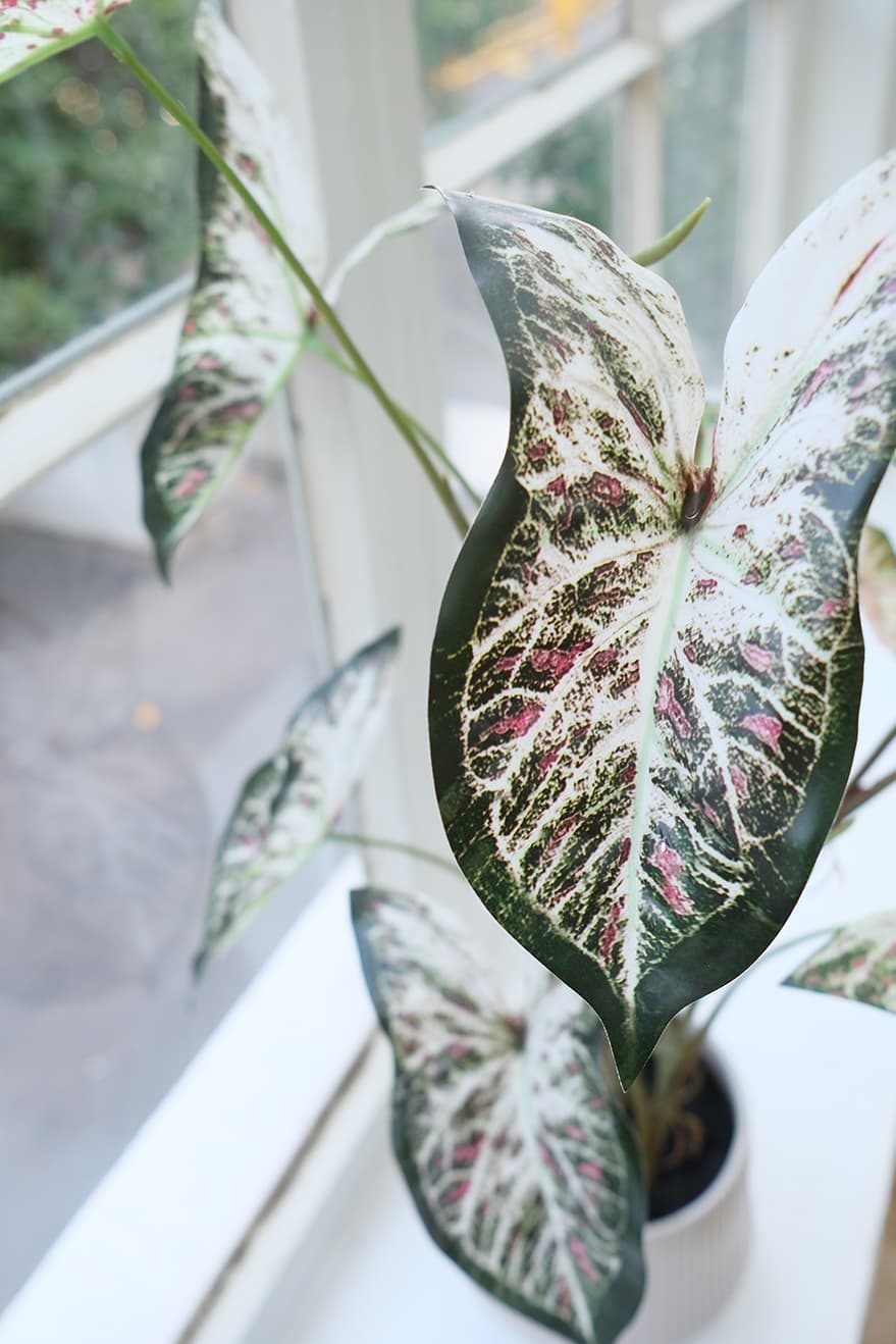 Foliage & Leaf Plants Product 6