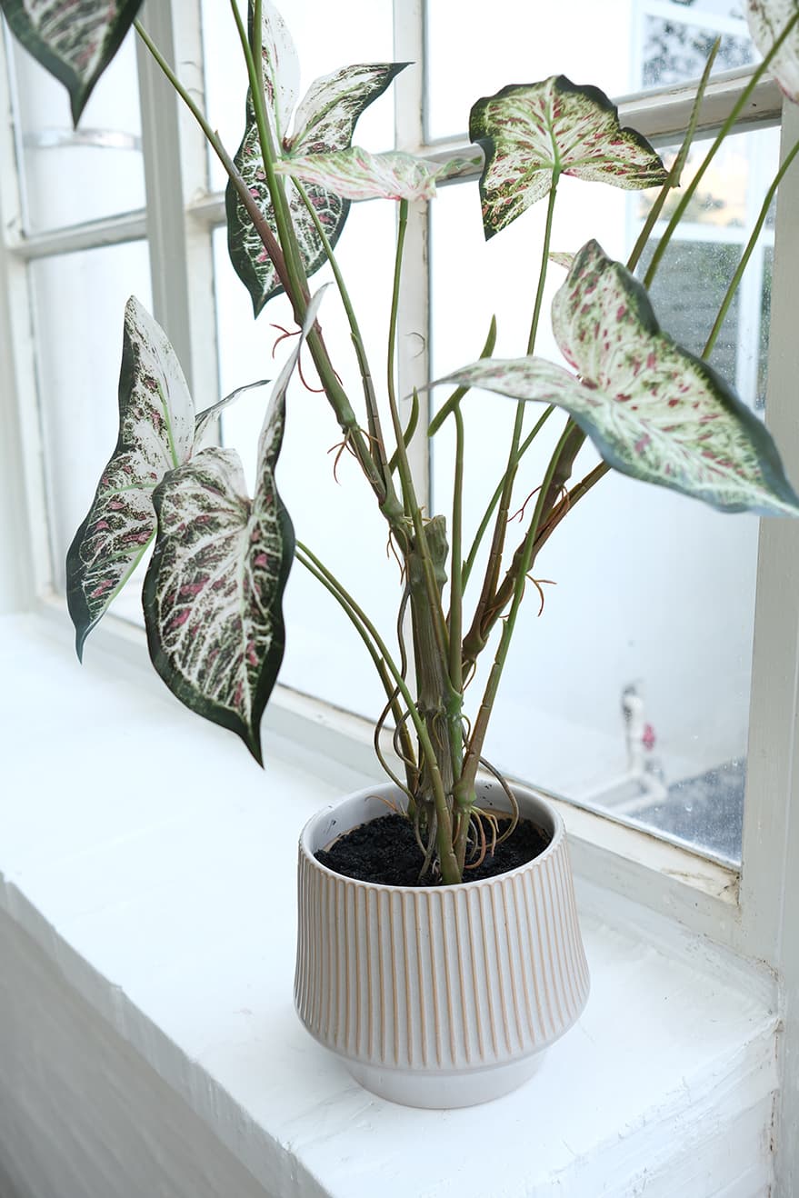 Foliage & Leaf Plants Product 7