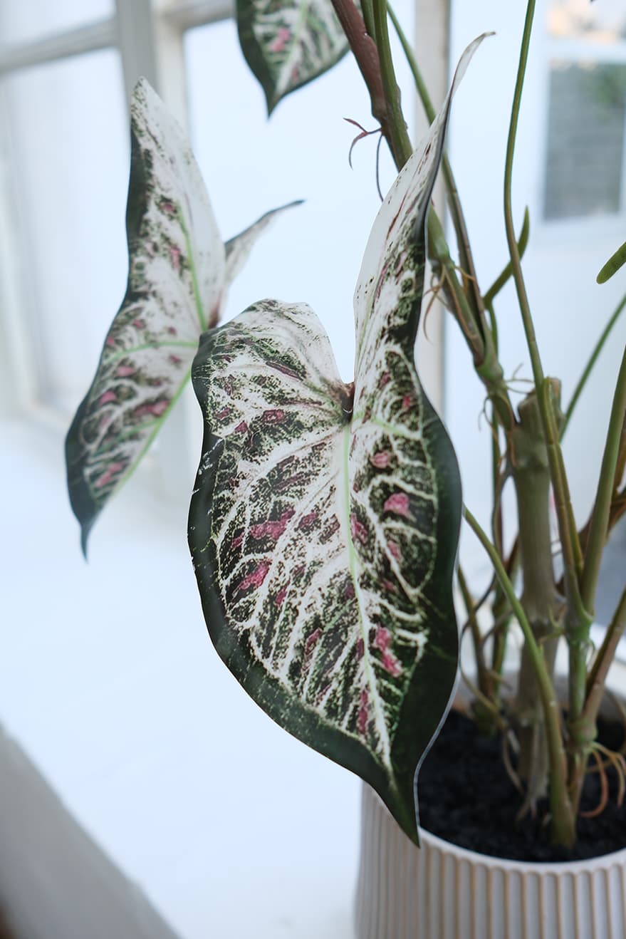 Foliage & Leaf Plants Product 8