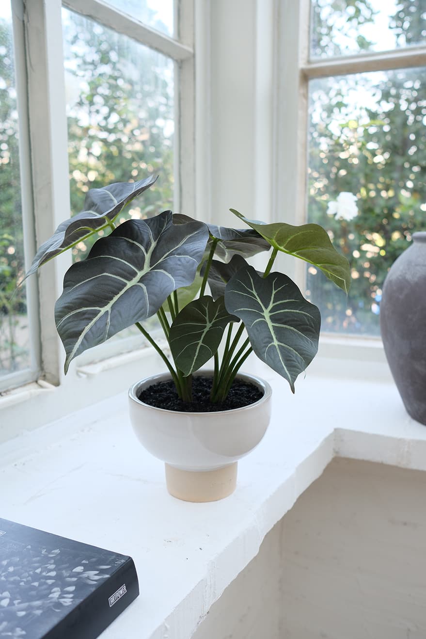 Foliage & Leaf Plants Product 9