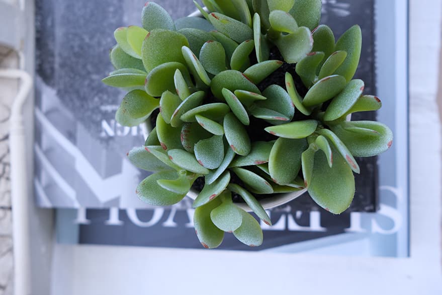 Decorative Items Product 2